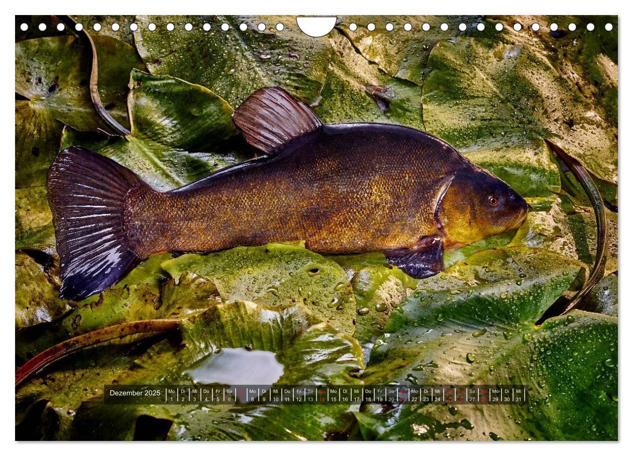 Bild: 9783435499090 | UNSER FISCH. SÜßWASSER. (Wandkalender 2025 DIN A4 quer), CALVENDO...