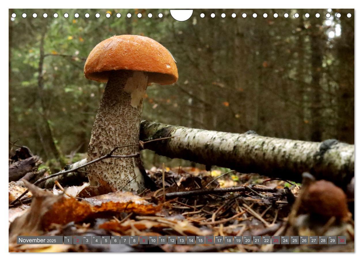 Bild: 9783435078844 | PILZE IM WALD (Wandkalender 2025 DIN A4 quer), CALVENDO Monatskalender