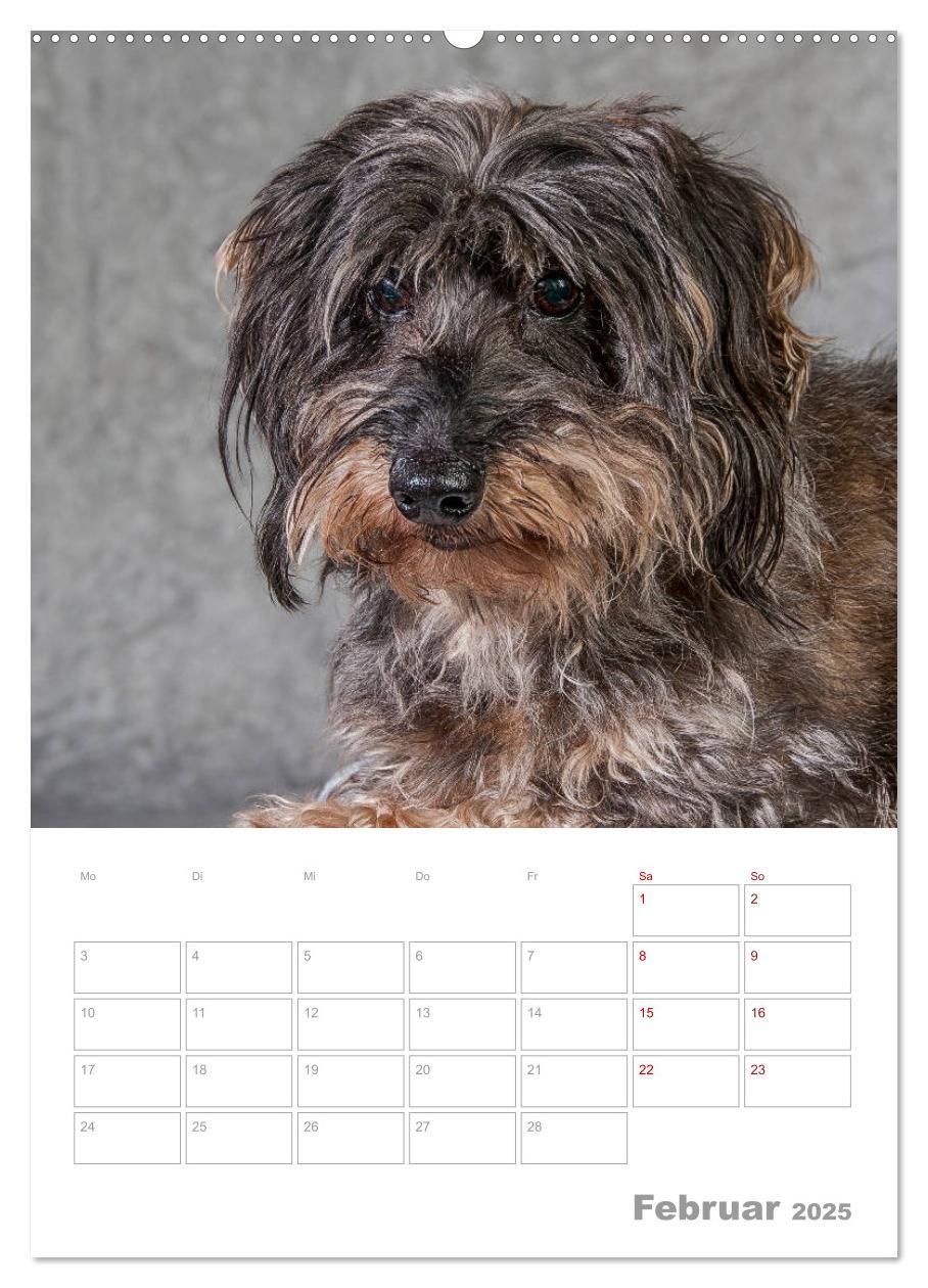 Bild: 9783435973354 | Dackelportraits (Wandkalender 2025 DIN A2 hoch), CALVENDO...