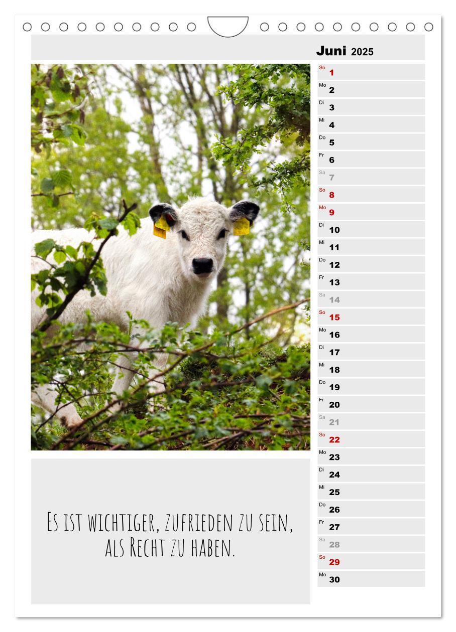 Bild: 9783435894338 | Coole Rindviecher (Wandkalender 2025 DIN A4 hoch), CALVENDO...