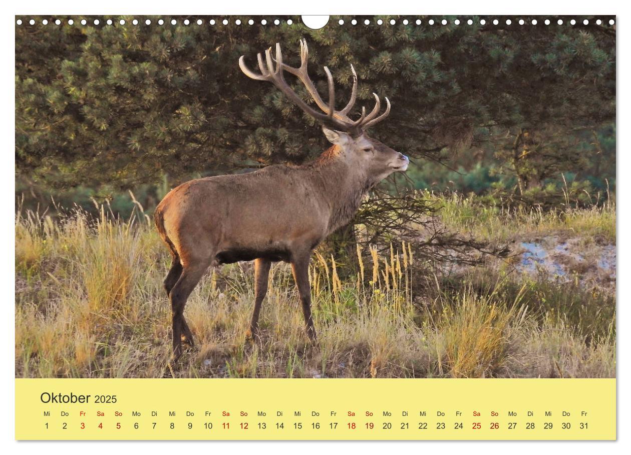 Bild: 9783435391455 | Küsten Hirsche - Rotwild auf dem Darß (Wandkalender 2025 DIN A3...