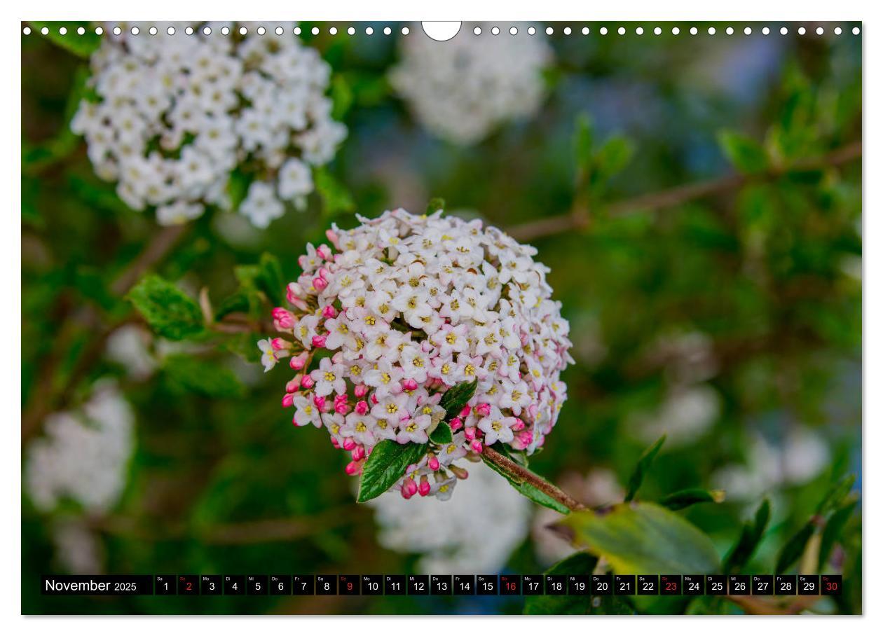 Bild: 9783435227884 | Kleine Blumen ganz groß (Wandkalender 2025 DIN A3 quer), CALVENDO...