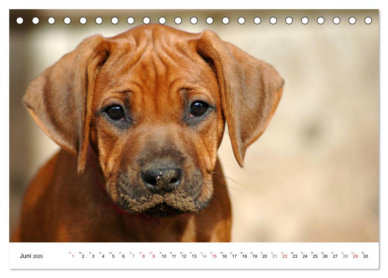 Bild: 9783435621583 | Rhodesian Ridgeback Welpen (Tischkalender 2025 DIN A5 quer),...