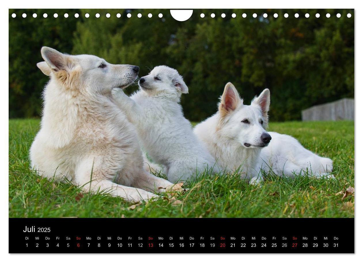 Bild: 9783435765928 | Weißer Schweizer Schäferhund (Wandkalender 2025 DIN A4 quer),...