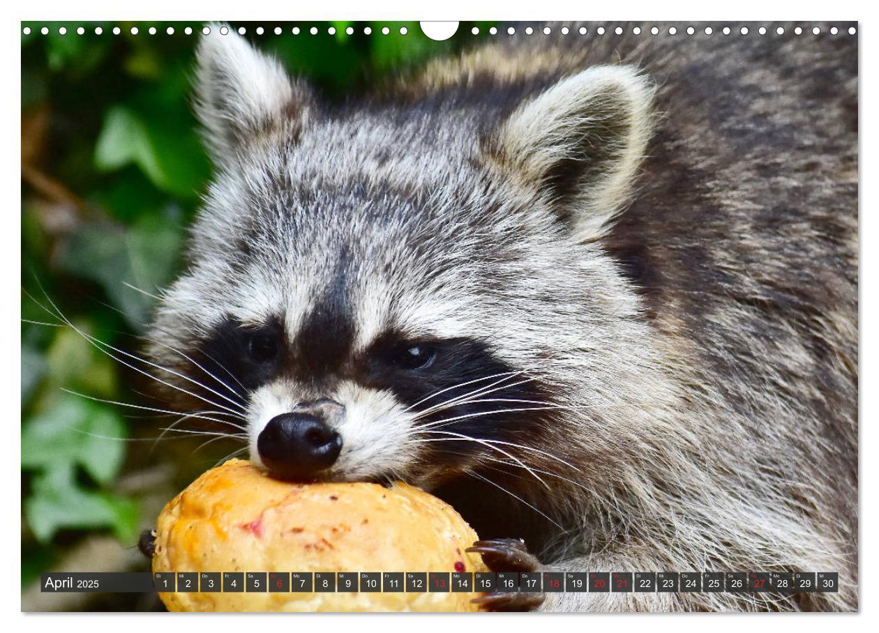 Bild: 9783435229178 | Besuch vom Waschbär (Wandkalender 2025 DIN A3 quer), CALVENDO...