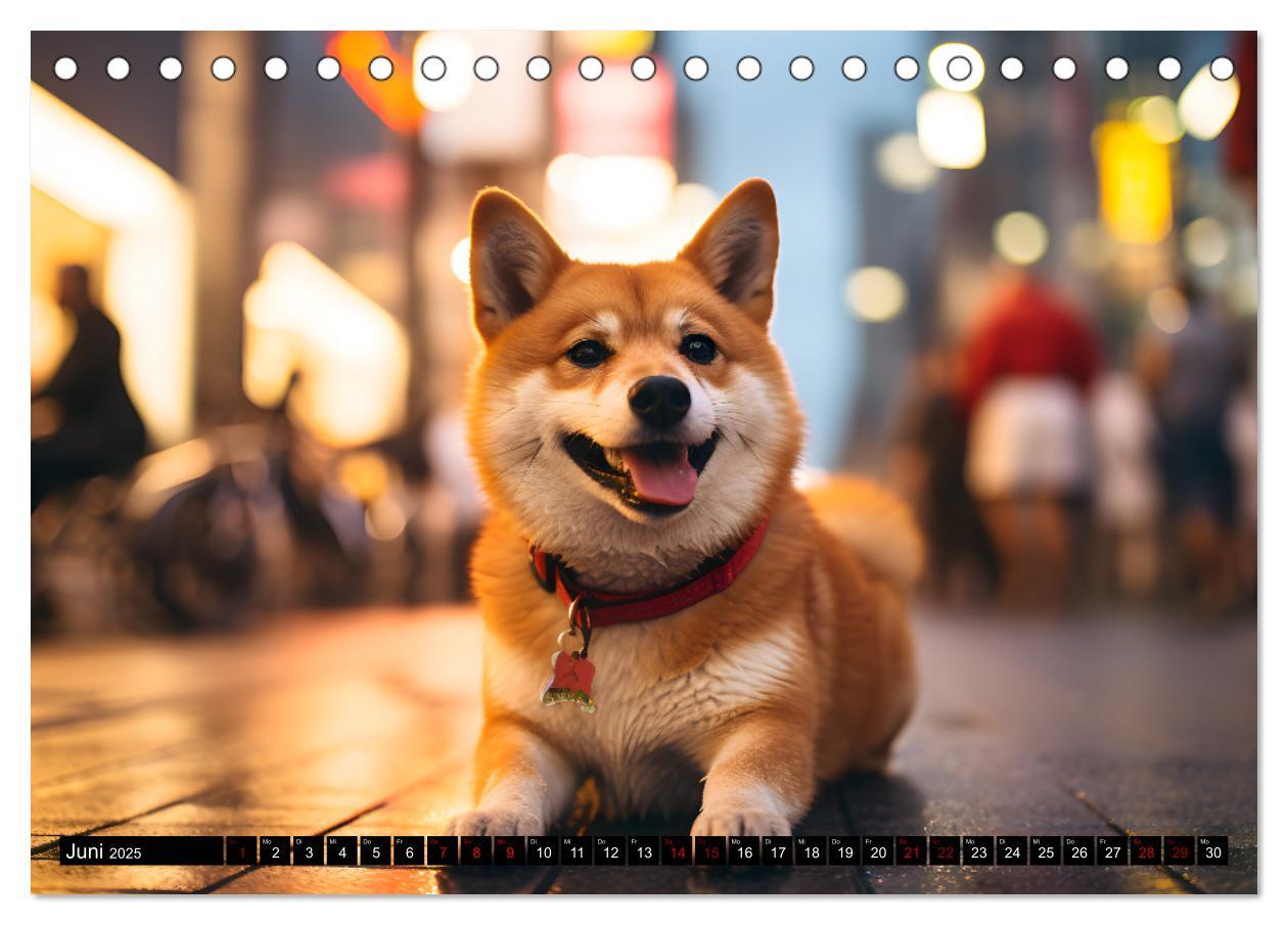 Bild: 9783383858765 | Shiba Inu - Stolz und Anmut (Tischkalender 2025 DIN A5 quer),...