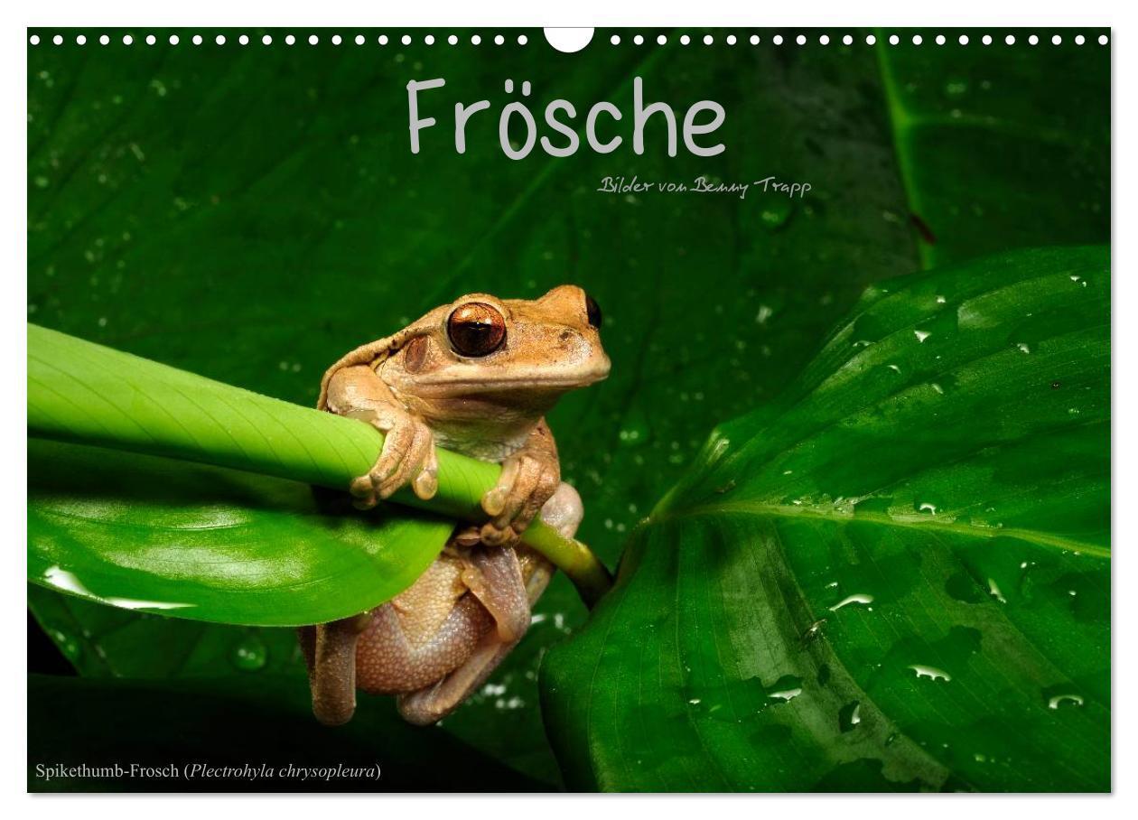 Cover: 9783675964532 | Frösche (Wandkalender 2024 DIN A3 quer), CALVENDO Monatskalender
