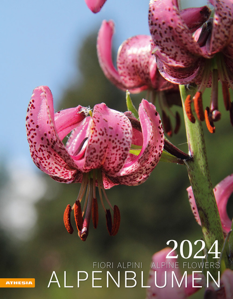 Cover: 9788868396671 | Alpenblumen Kalender 2024 | Fiori alpini - Alpine flowers | Verlag
