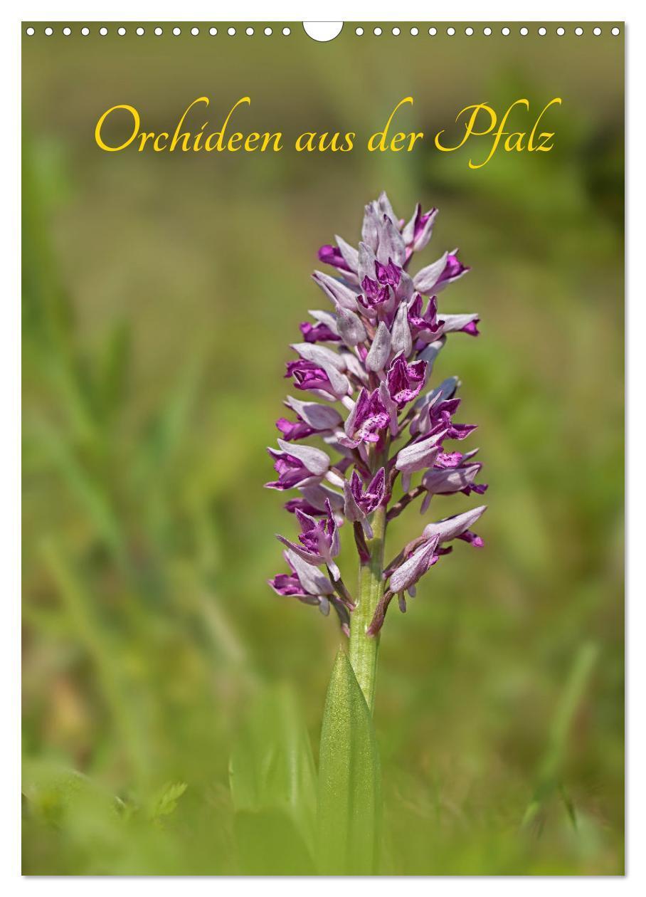 Cover: 9783675990227 | Orchideen aus der Pfalz (Wandkalender 2024 DIN A3 hoch), CALVENDO...