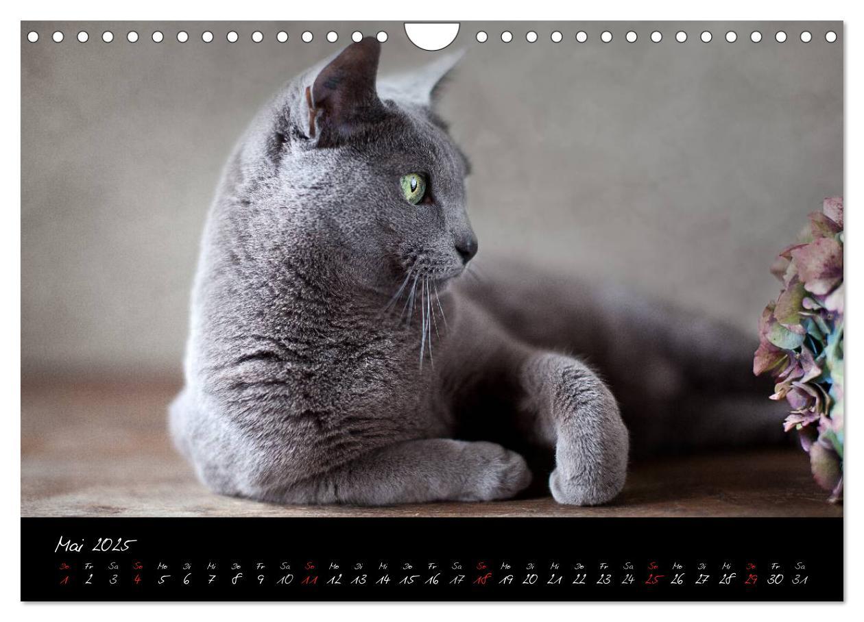 Bild: 9783435837663 | Katzen 2025 (Wandkalender 2025 DIN A4 quer), CALVENDO Monatskalender