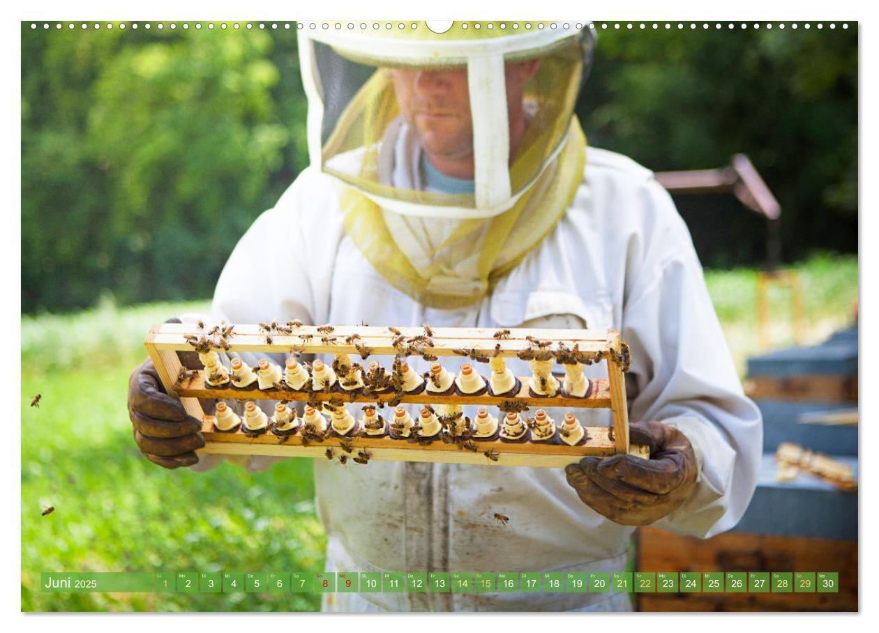 Bild: 9783383886270 | Süßes Gold: Imker, Bienen &amp; Honig (Wandkalender 2025 DIN A2 quer),...