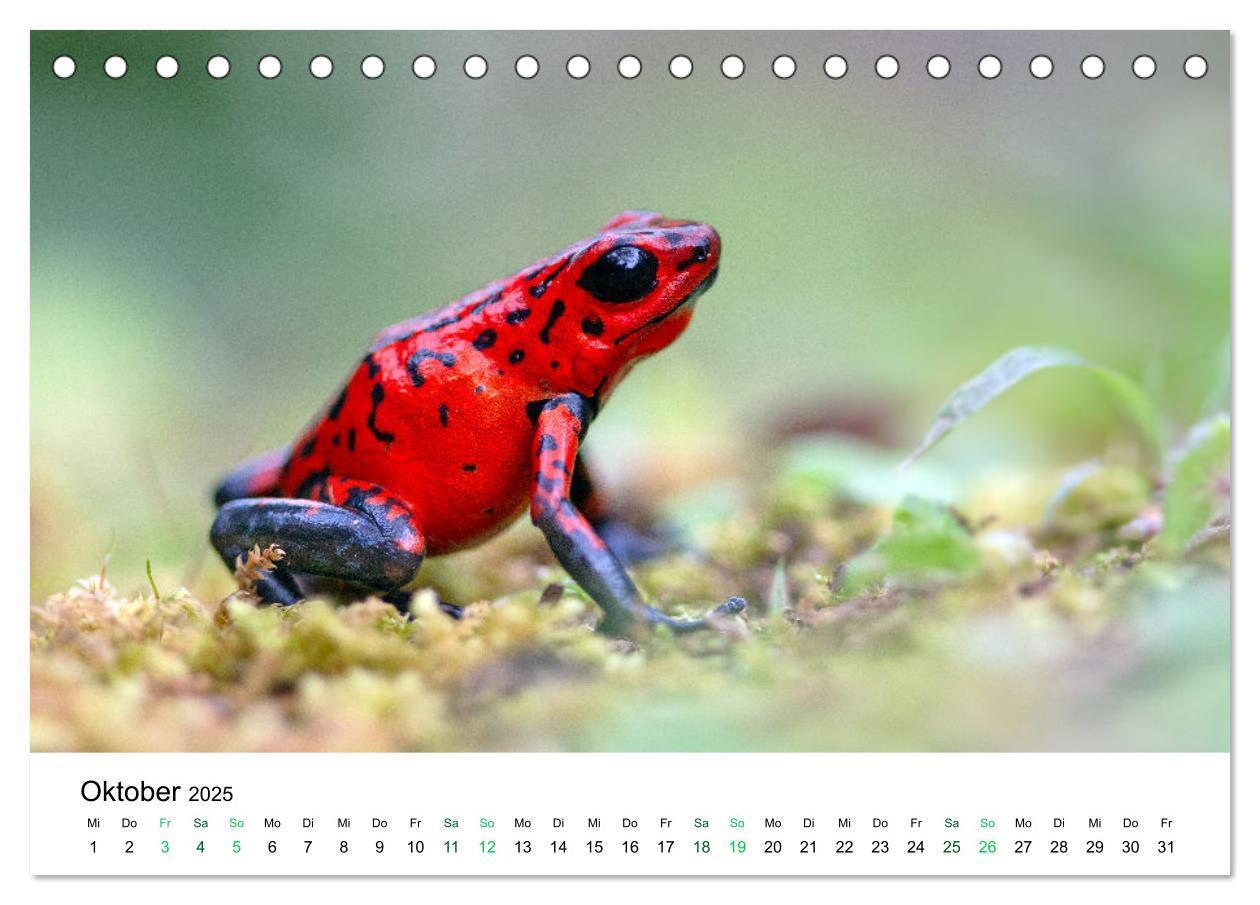 Bild: 9783383977138 | Costa Rica - Tropische Tierwelt (Tischkalender 2025 DIN A5 quer),...