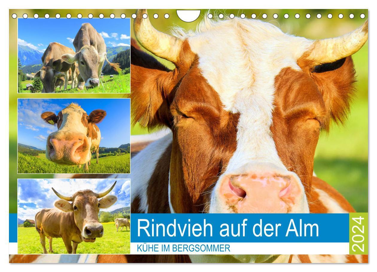 Cover: 9783383002397 | Rindvieh auf der Alm. Kühe im Bergsommer (Wandkalender 2024 DIN A4...