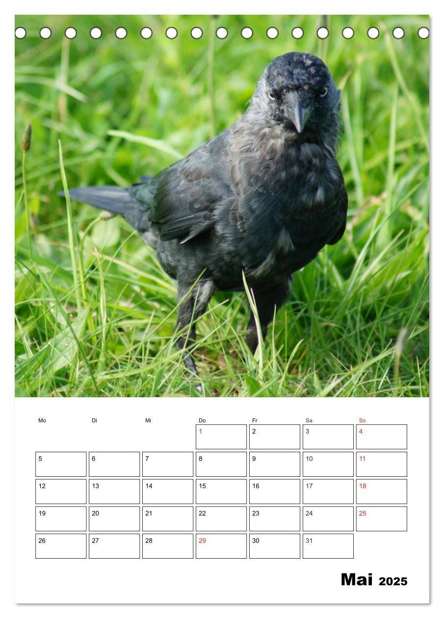 Bild: 9783457020074 | Rabenvögel Terminplaner (Tischkalender 2025 DIN A5 hoch), CALVENDO...