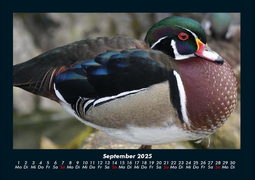 Bild: 9783755990550 | Enten 2025 Fotokalender DIN A4 | Tobias Becker | Kalender | Kalender