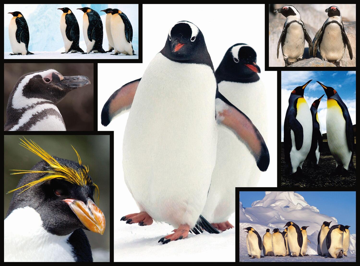 Bild: 4897049300590 | AMBASSADOR - Pinguine 1000 Teile | Ambassador | Spiel | Deutsch | 2022