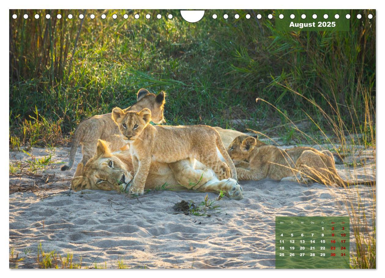 Bild: 9783383967399 | Auf Safari im Kruger National Park (Wandkalender 2025 DIN A4 quer),...