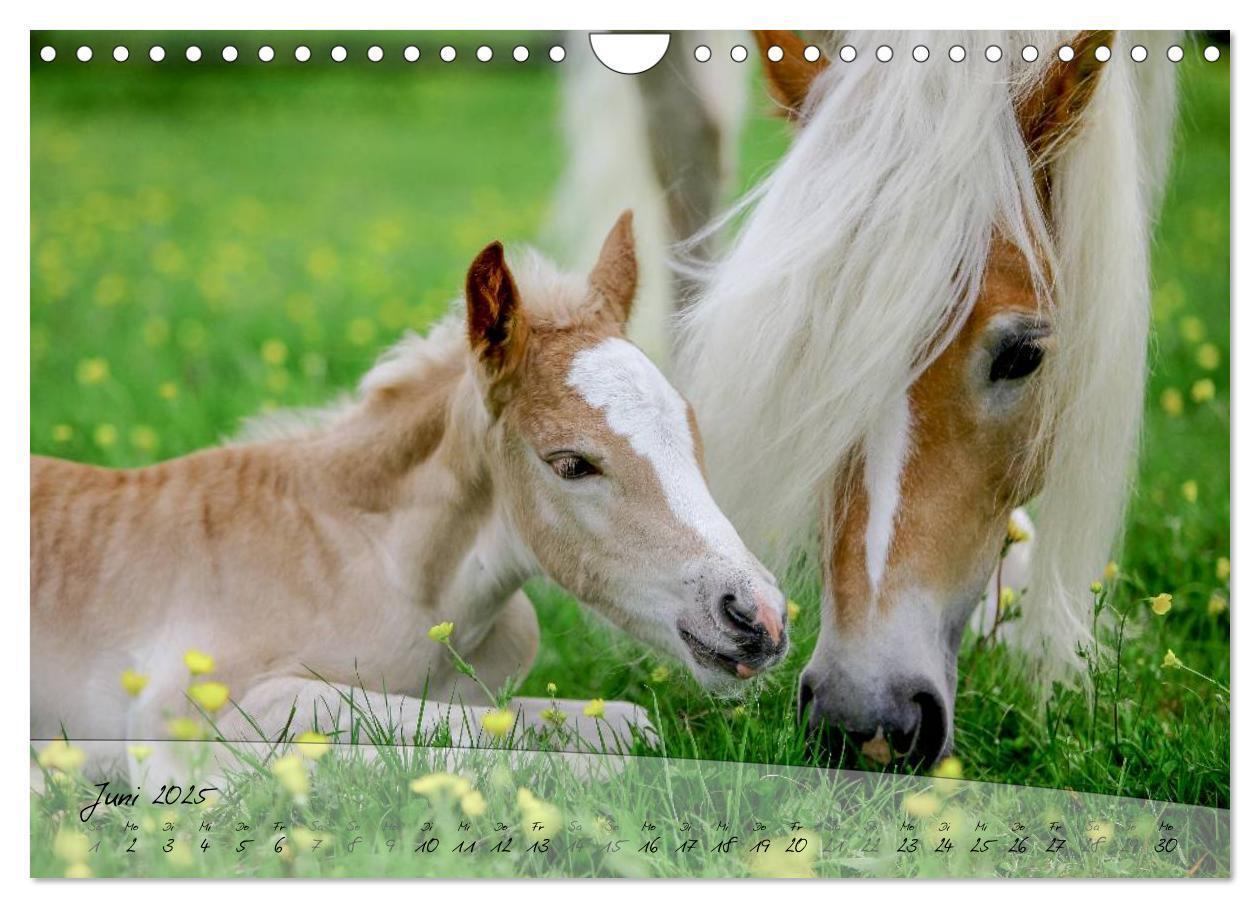 Bild: 9783435505494 | Haflinger-Pferde in Reinzucht (Wandkalender 2025 DIN A4 quer),...