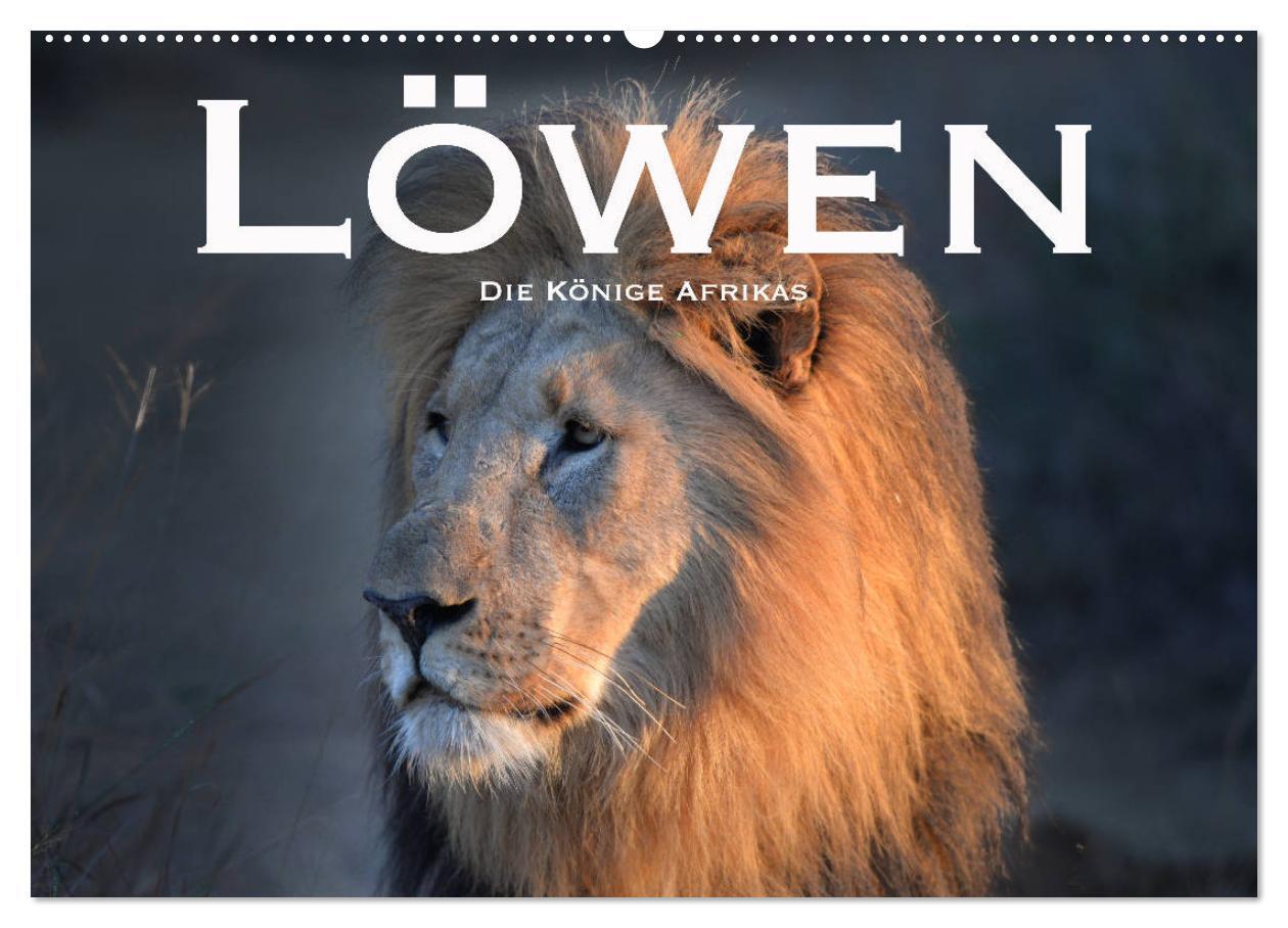 Cover: 9783383144875 | Löwen. Die Könige Afrikas (Wandkalender 2024 DIN A2 quer), CALVENDO...