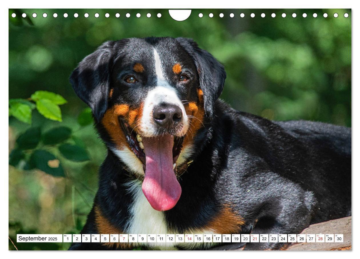 Bild: 9783435112890 | Appenzeller Sennenhund - Ein Schweizer auf 4 Pfoten (Wandkalender...