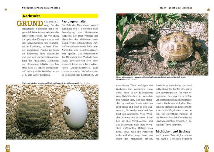 Bild: 9783937285221 | Steppenschildkröte | Testudo horsfildii | Thomas Wilms | Taschenbuch