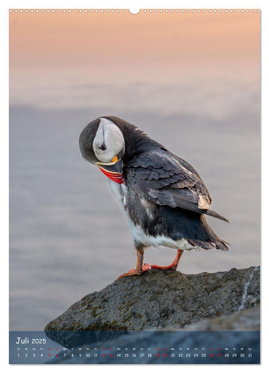 Bild: 9783435849390 | Naturerlebnis Puffin (Wandkalender 2025 DIN A2 hoch), CALVENDO...