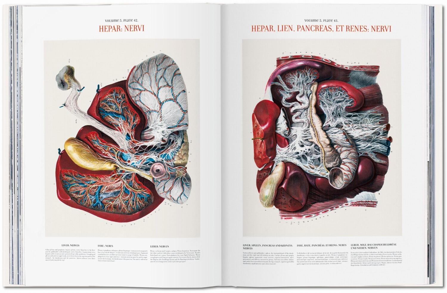 Bild: 9783836568982 | Bourgery. Atlas of Human Anatomy and Surgery | Minor (u. a.) | Buch