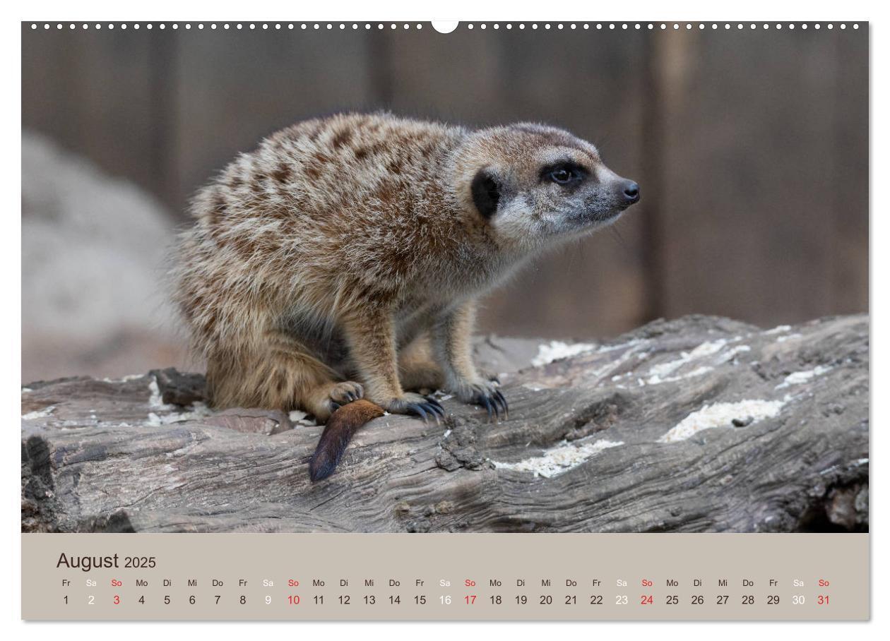 Bild: 9783435210640 | Quirlige Erdmännchen (Wandkalender 2025 DIN A2 quer), CALVENDO...