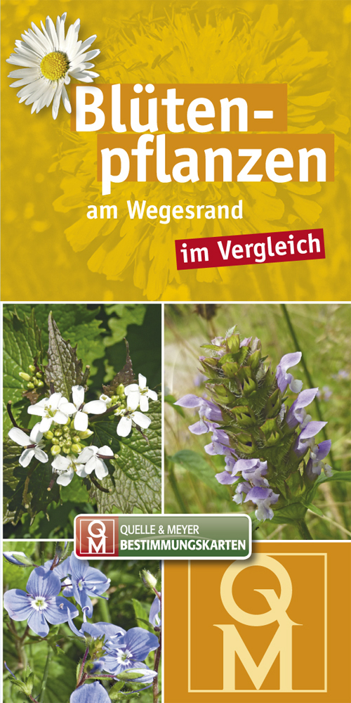 Cover: 9783494016825 | Blütenpflanzen am Wegesrand im Vergleich, Bestimmungskarten | Buch