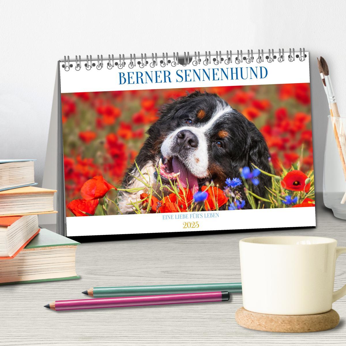 Bild: 9783383924279 | Berner Sennenhund - Eine Liebe für´s Leben (Tischkalender 2025 DIN...