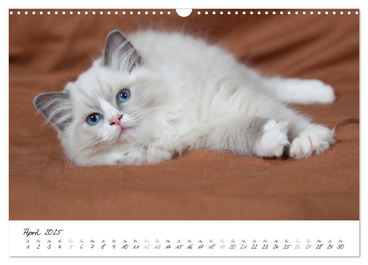 Bild: 9783435756094 | Ragdoll Kitten (Wandkalender 2025 DIN A3 quer), CALVENDO...