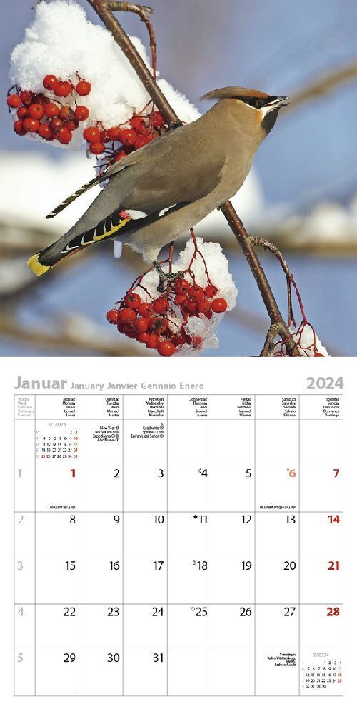 Bild: 9783731869337 | Vögel 2024 | Korsch Verlag | Kalender | Englisch Broschur | 13 S.