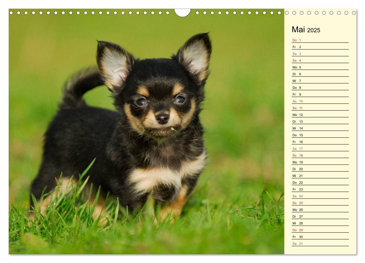 Bild: 9783435541157 | Chihuahua - Kleine Hunde ganz groß (Wandkalender 2025 DIN A3 quer),...