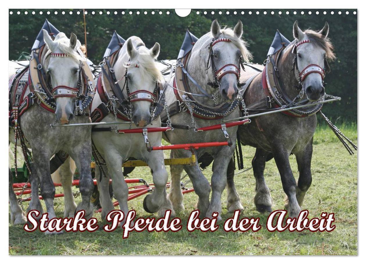 Cover: 9783675637764 | Starke Pferde bei der Arbeit (Wandkalender 2024 DIN A3 quer),...