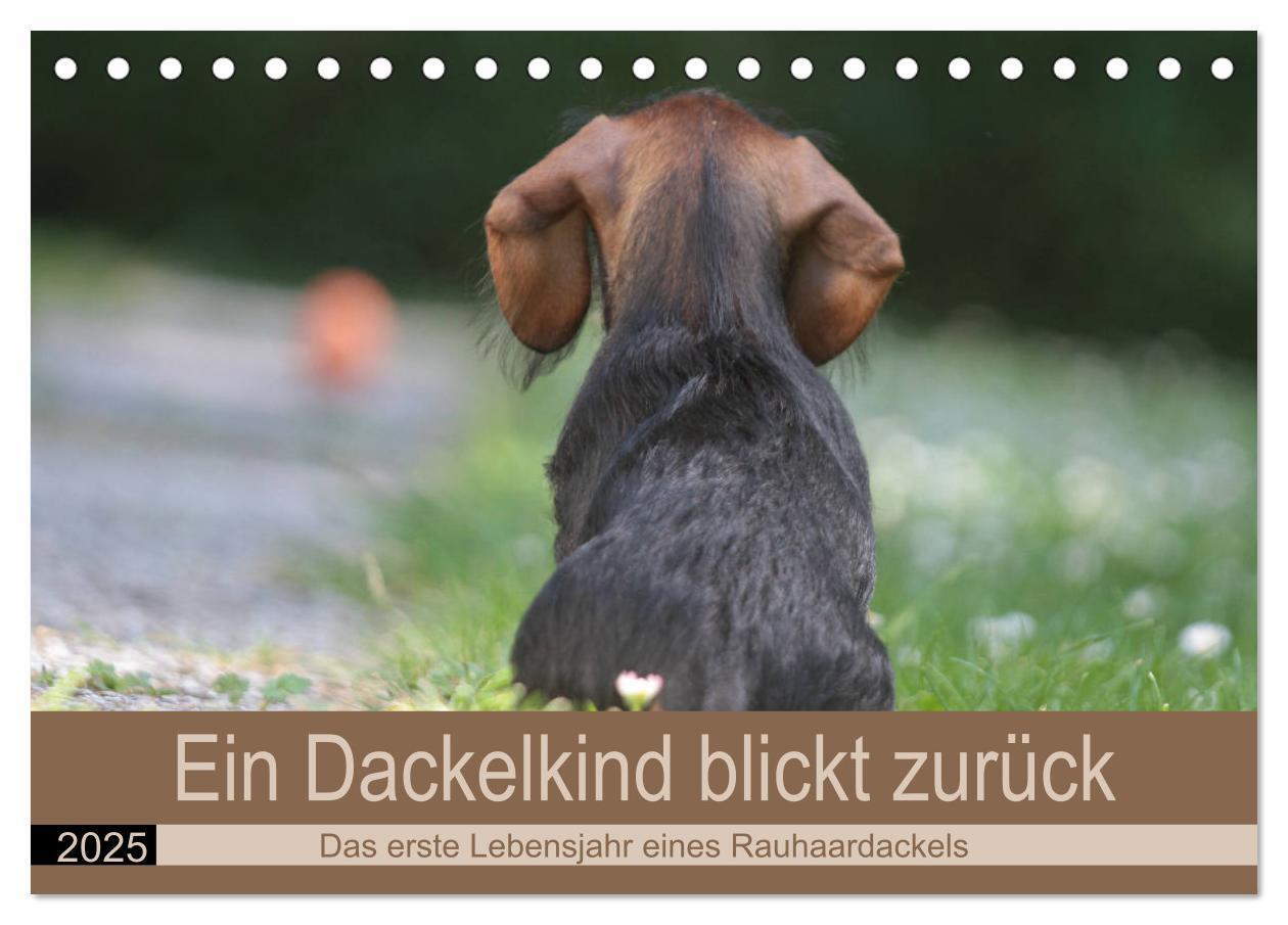 Cover: 9783435170203 | Ein Dackelkind blickt zurück (Tischkalender 2025 DIN A5 quer),...