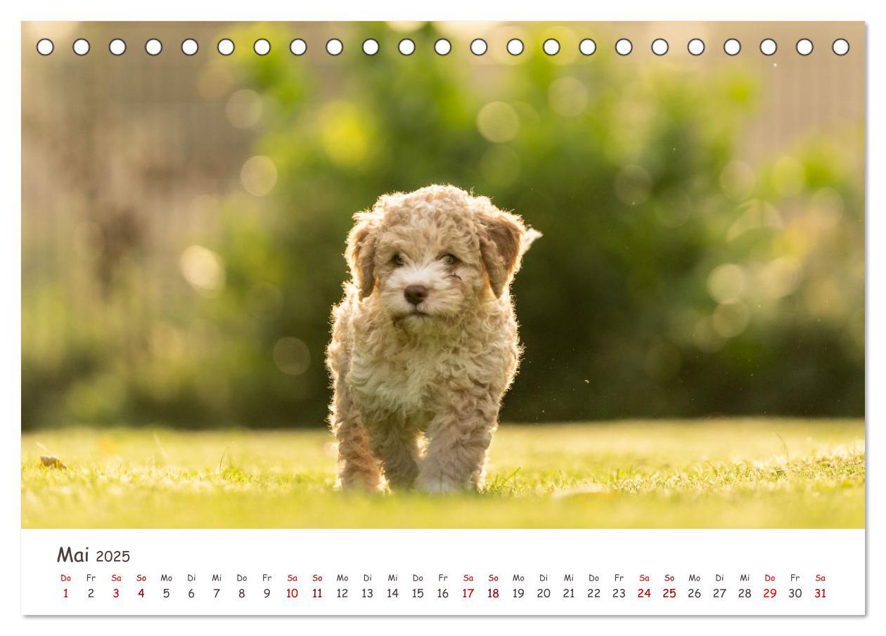 Bild: 9783383999031 | Lagotto Romagnolo - Spiel und Spaß in der Welpenzeit (Tischkalender...