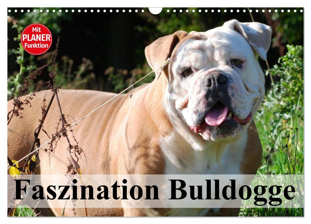 Cover: 9783383319150 | Faszination Bulldogge (Wandkalender 2024 DIN A3 quer), CALVENDO...