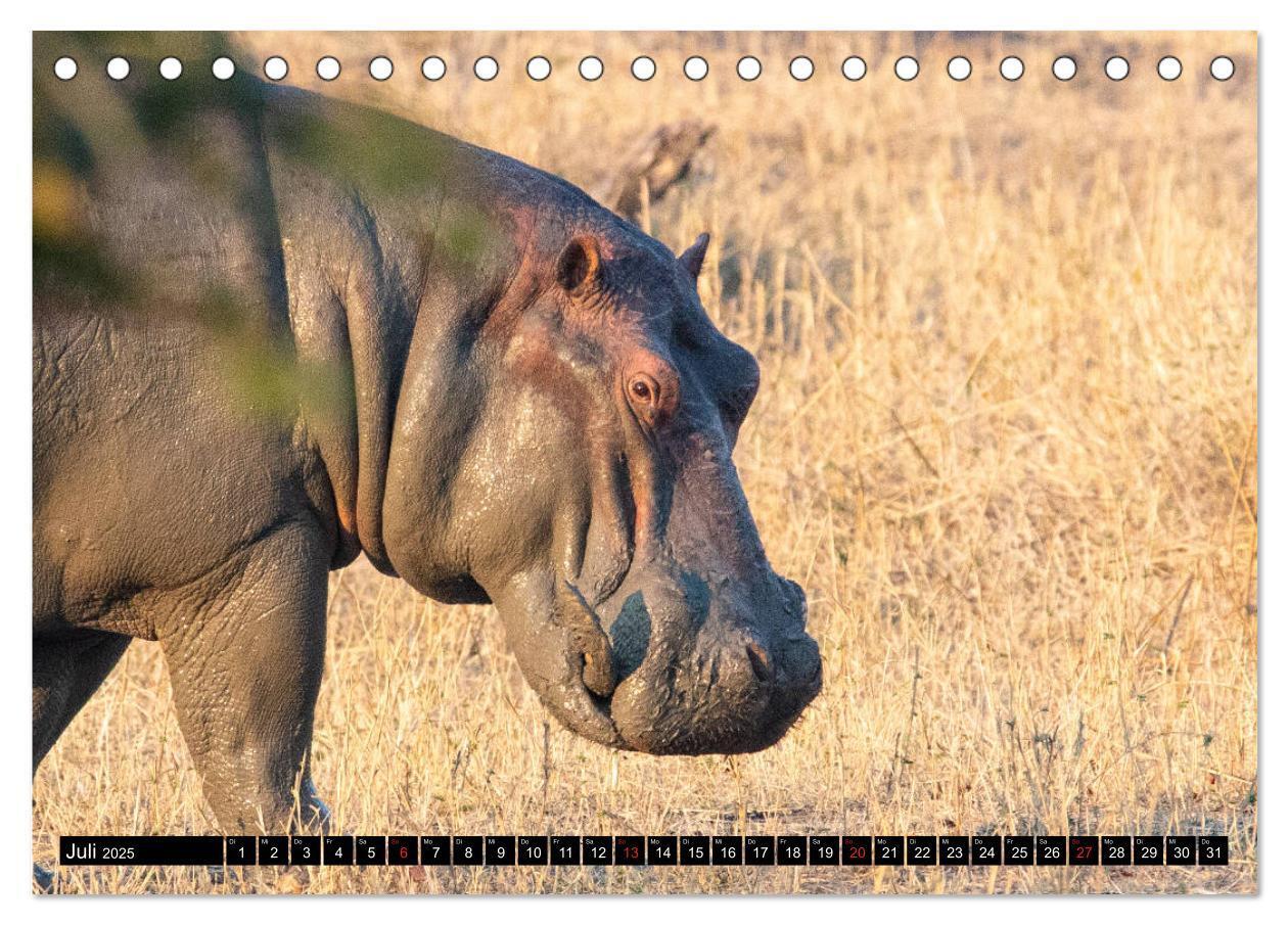 Bild: 9783435298242 | Hippos im südlichen Afrika (Tischkalender 2025 DIN A5 quer),...