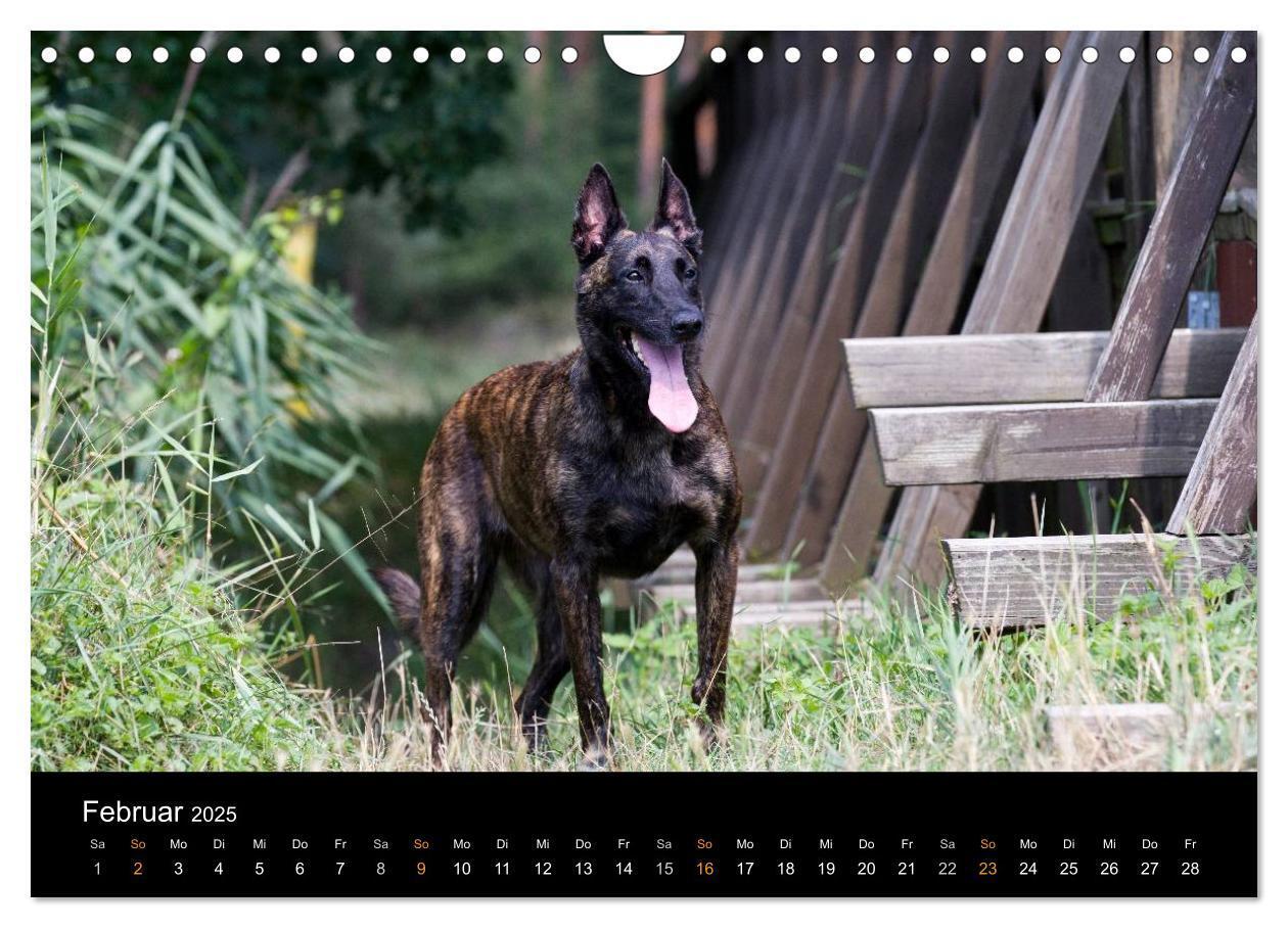 Bild: 9783435687756 | Holländischer Schäferhund (Wandkalender 2025 DIN A4 quer), CALVENDO...