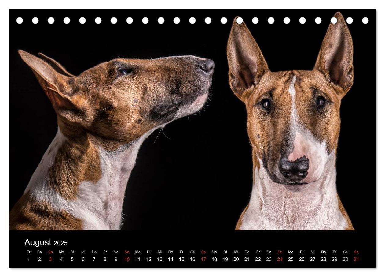 Bild: 9783435557431 | Bullterrier (Tischkalender 2025 DIN A5 quer), CALVENDO Monatskalender