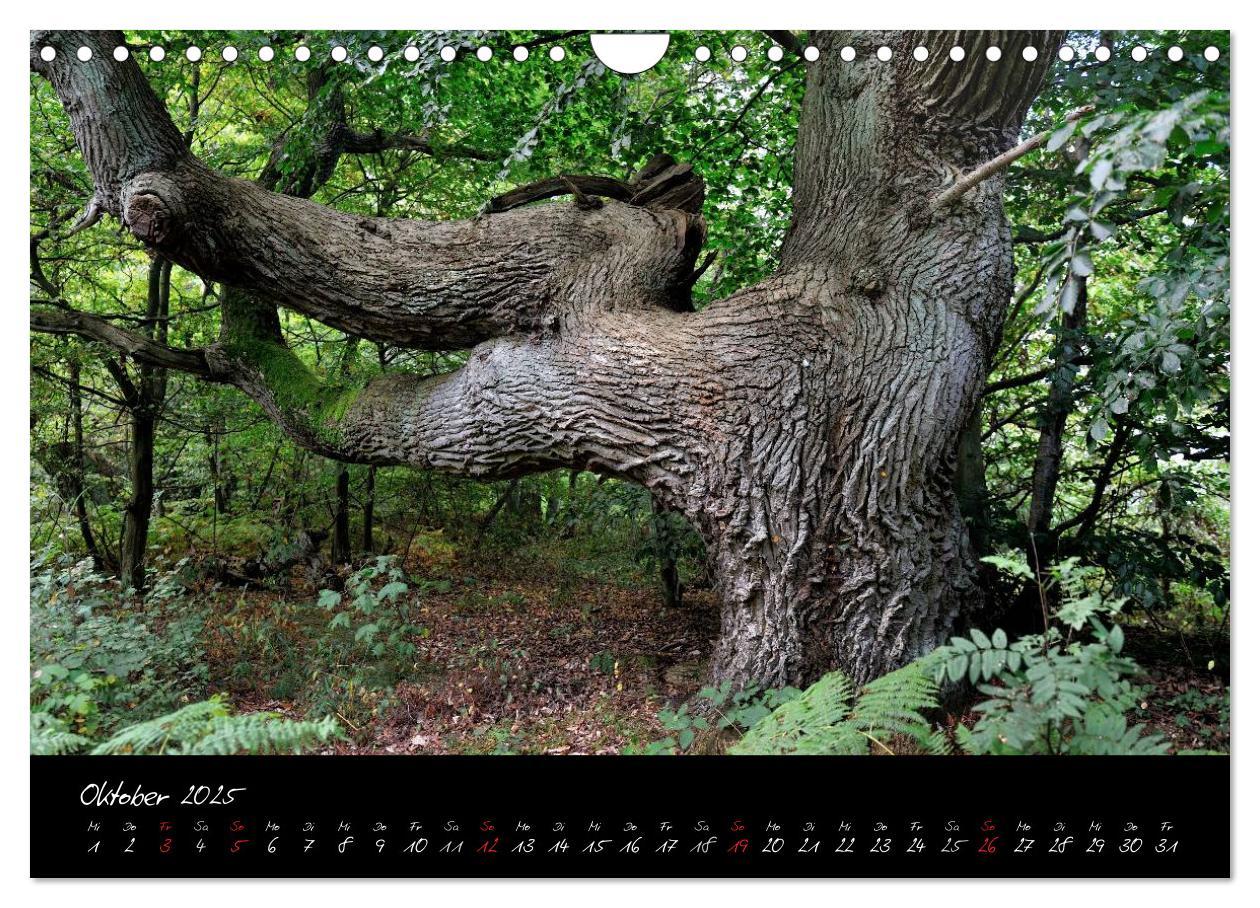 Bild: 9783435664672 | Insel Rügen - Impressionen (Wandkalender 2025 DIN A4 quer),...