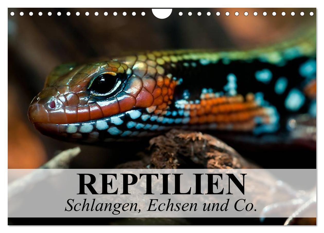 Cover: 9783383413735 | Reptilien Schlangen, Echsen und Co. (Wandkalender 2024 DIN A4...