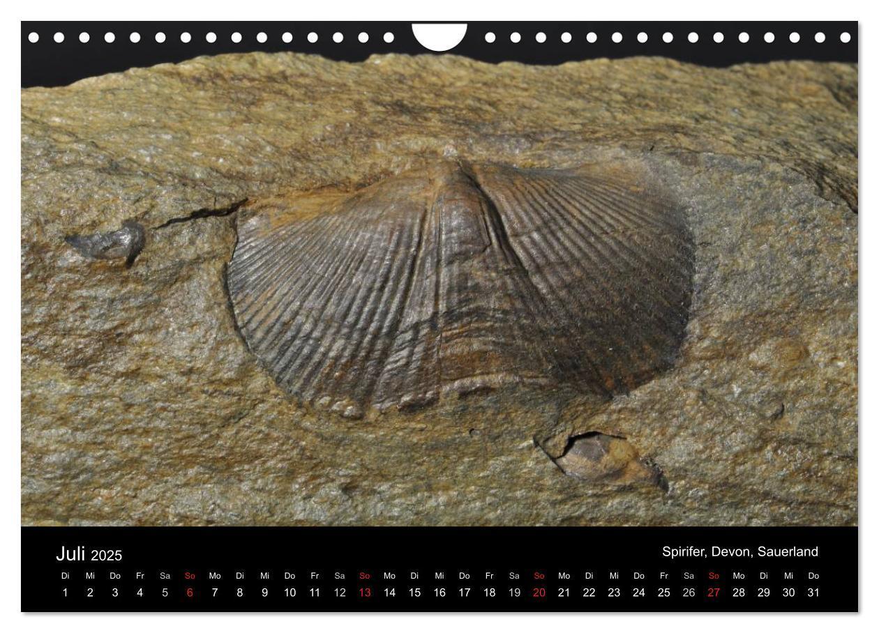 Bild: 9783435772056 | Fossilien - Zeugen der Urzeit (Wandkalender 2025 DIN A4 quer),...