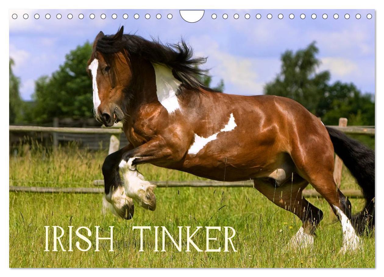 Cover: 9783435748112 | Irish Tinker (Wandkalender 2025 DIN A4 quer), CALVENDO Monatskalender