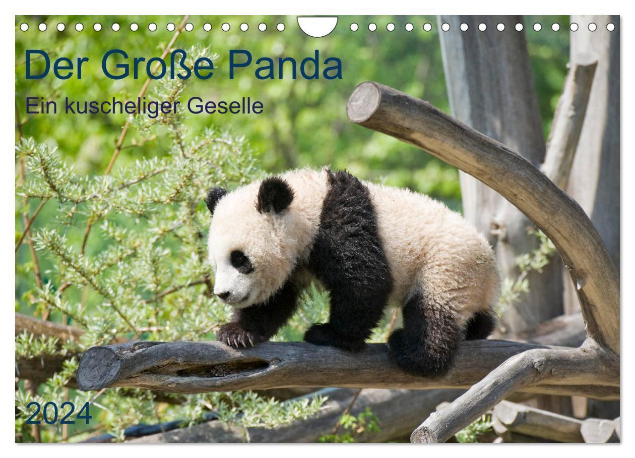 Cover: 9783675562769 | Der Große Panda Ein kuscheliger Geselle (Wandkalender 2024 DIN A4...
