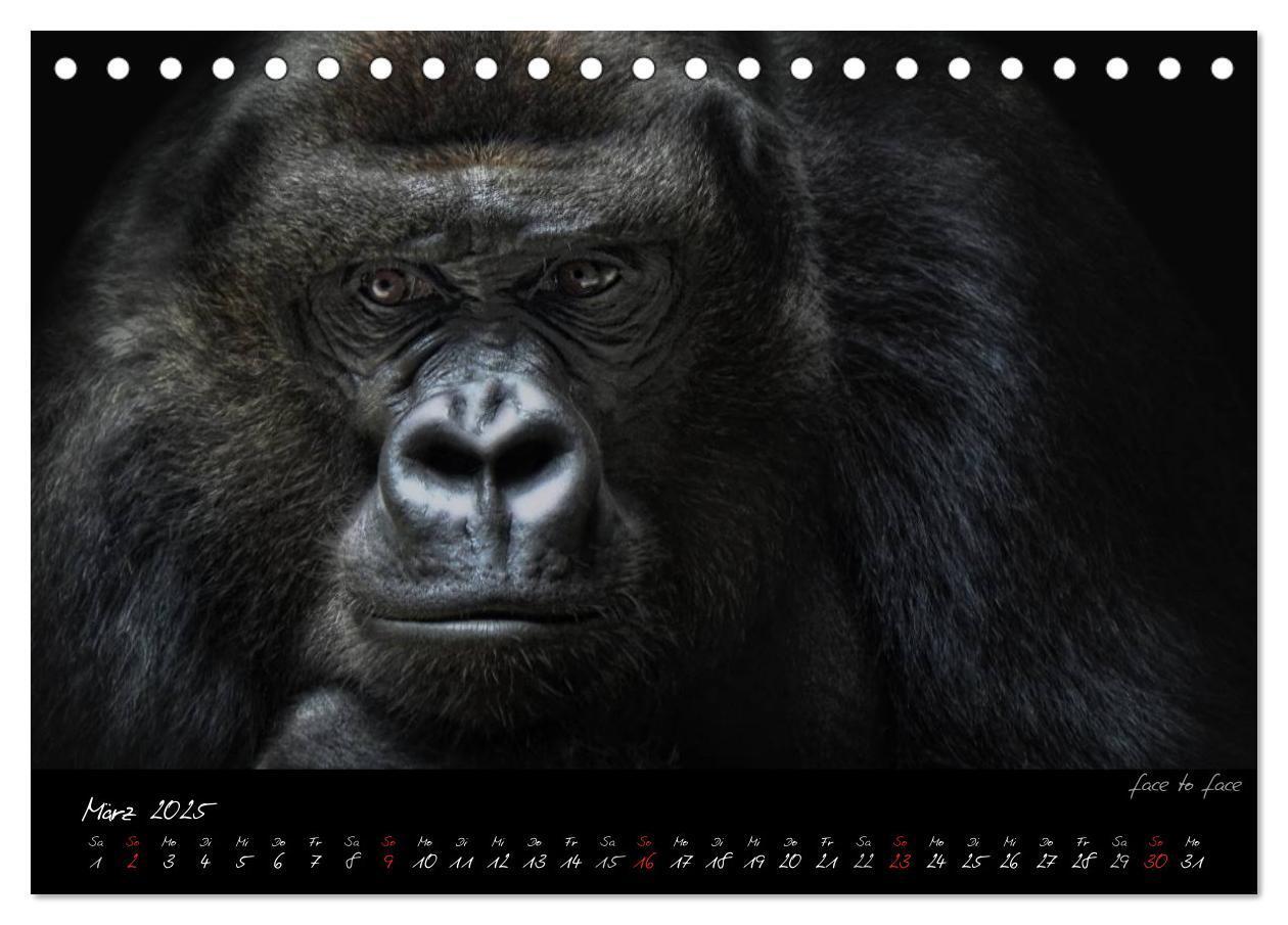 Bild: 9783435726028 | Gorilla (Tischkalender 2025 DIN A5 quer), CALVENDO Monatskalender