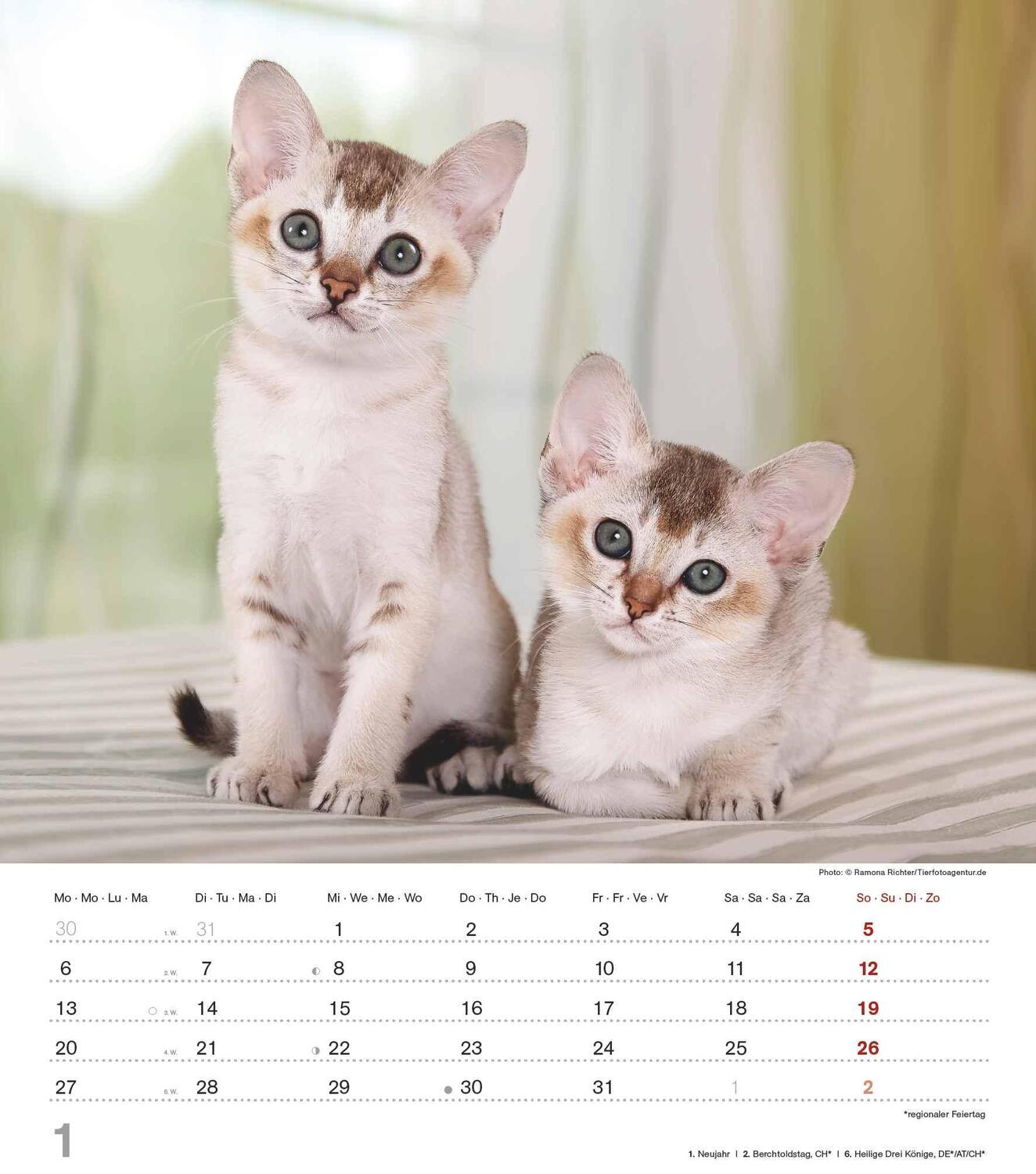 Bild: 4251732342159 | Niedliche Katzenkinder 2025 - Wand-Kalender - Tier-Kalender - 30x34