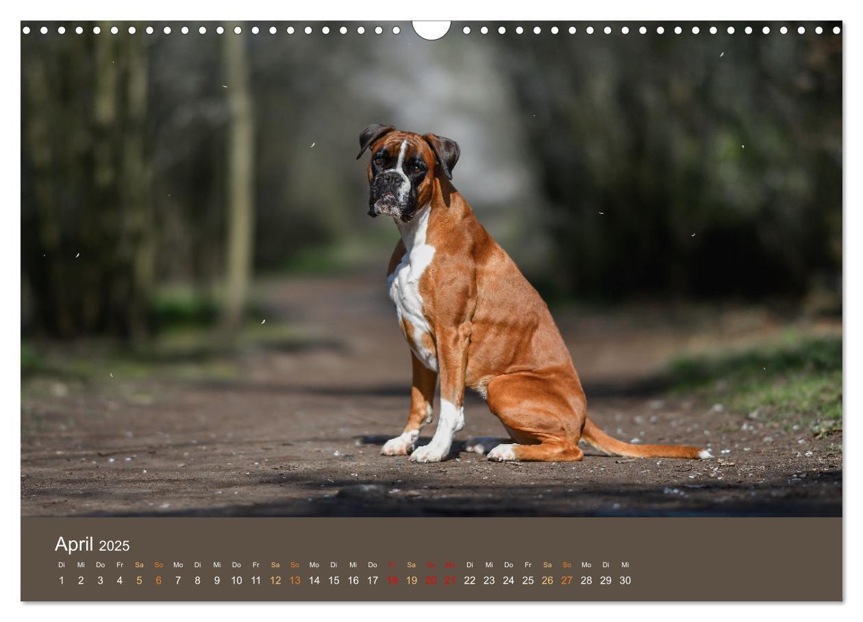 Bild: 9783383926396 | Der Boxer, der beste Hund der Welt (Wandkalender 2025 DIN A3 quer),...