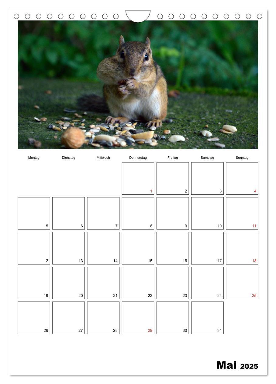 Bild: 9783457026670 | Streifenhörnchen - neugierige Nager (Wandkalender 2025 DIN A4...