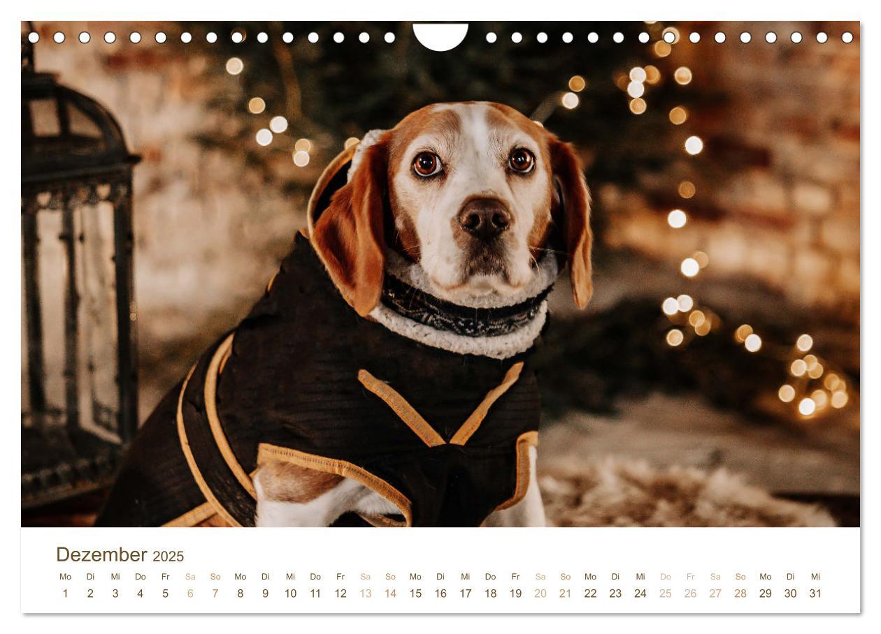 Bild: 9783435018499 | Beagle - Unser treuer Begleiter (Wandkalender 2025 DIN A4 quer),...